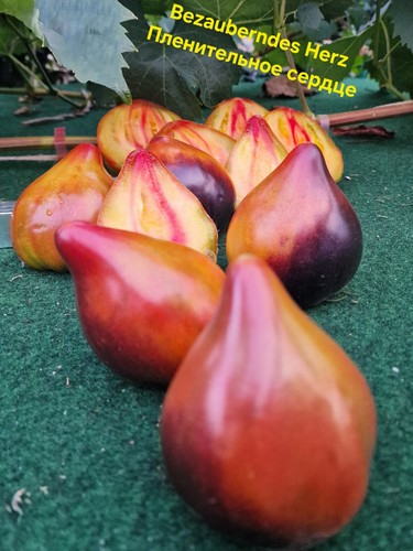 Tomatensamen bezauberndes herz - bezauberndes,