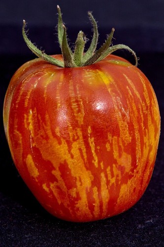 Samen tomate tigrella - 50,