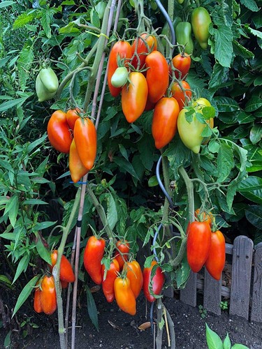 Andenhorn tomate samen - tomate, –