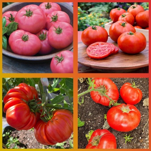 Türkische tomaten set 4 - tomaten,