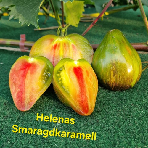 Tomatensamen helenas - tomatensamen,