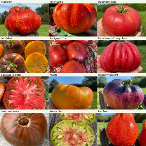 Fleisch tomaten set - set, 12