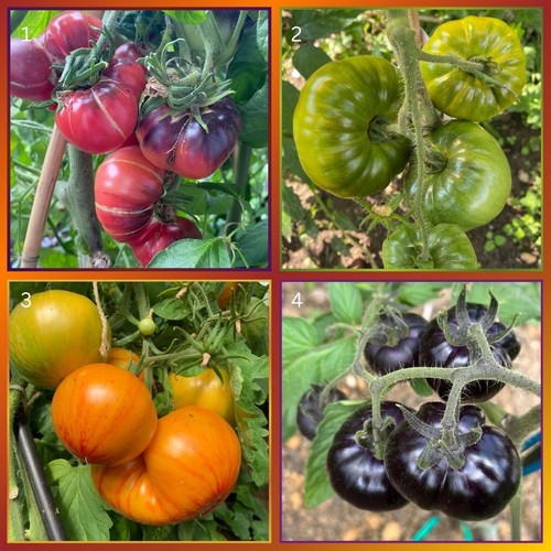 Bunte fleischtomaten set - fleischtomaten,