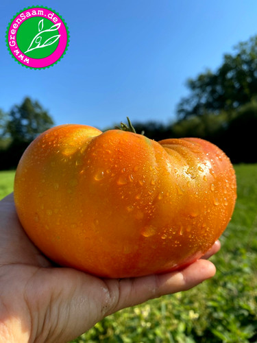 Ananas tomate samen - ananas, 10+