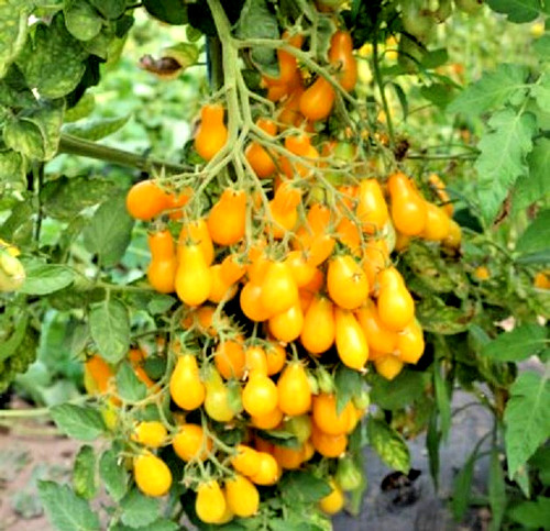 Tomatensamen - , (7+