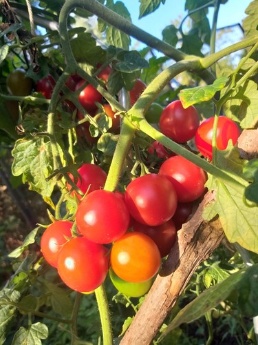 Tomaten quedlinburger frühe - tomaten,