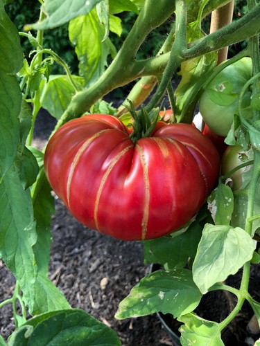 Soldacki hellrote tomate - soldacki,
