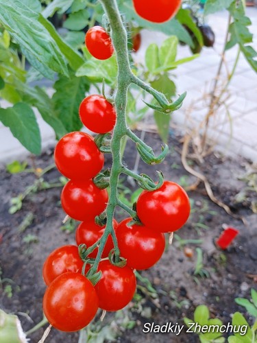 Cherry tomate massenträger - cherry,