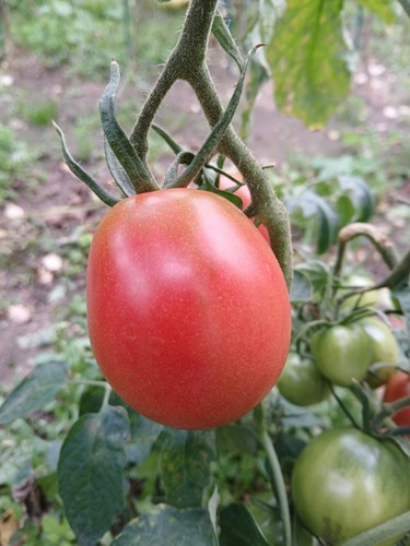 Tomatensamen berao 20 - tomatensamen, "de