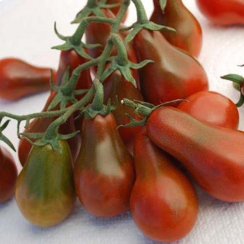 Tomate chocolate pear - tomate,