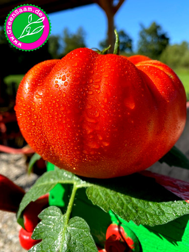 Tomatensamen roter - 🍅,