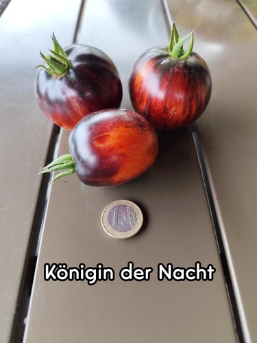 Tomatensamen königin der - |,