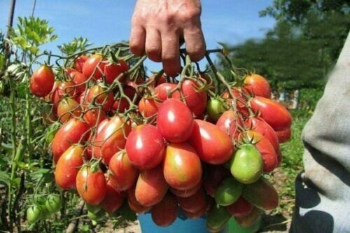 Samen tomate - 10,