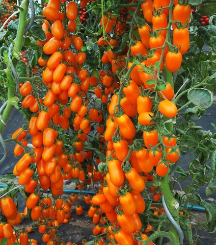Tomatensamen - (, 8+)