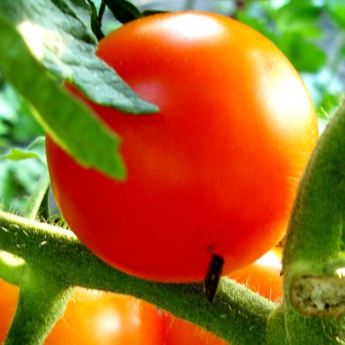 Kaki tomate orange sehr - "orange",