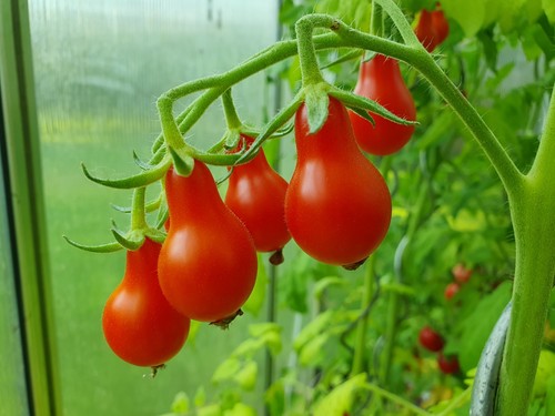 Tomatensamen cocktailtomate - -,