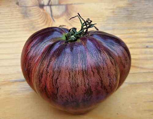 Tomatensamen rebel starfighter - rebel,