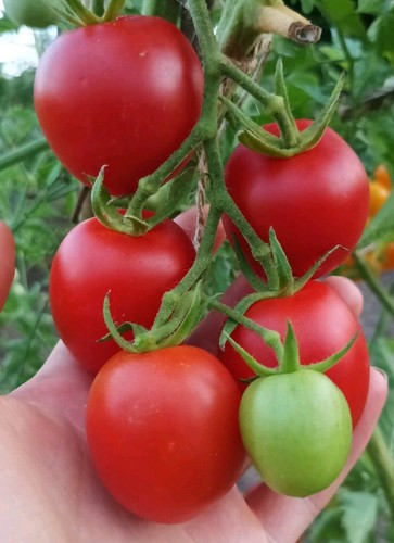 Freilandtomate dorenia - freilandtomate,