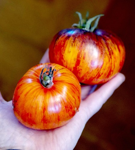 Tomatensamen fleischtomate - tomatensamen,