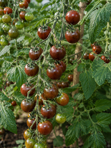 Tomatensamen black cherry - 'black, cherry'