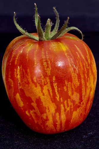 Samen tomate tigerella - 50,
