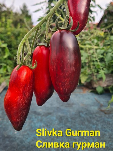 Tomatensamen slivka gurman - tomatensamen,