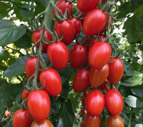 Samen tomate - 10,