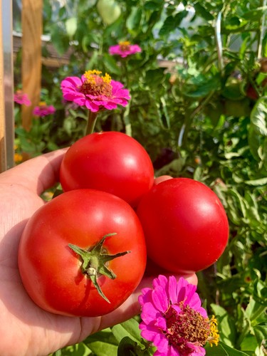 Tomatensamen tomate - tomatensamen, 🍅