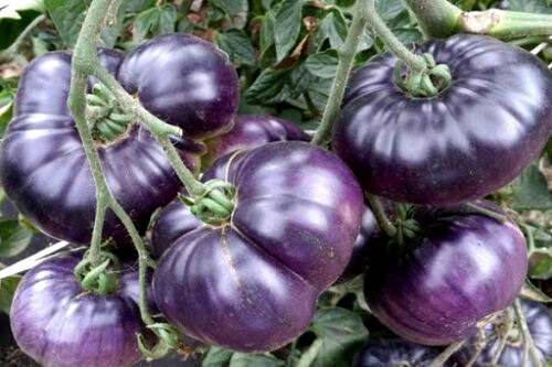 Tomatensamen moldawische - tomatensamen,