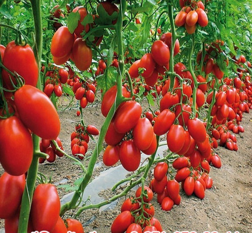 Samen tomate super - 🍅10,