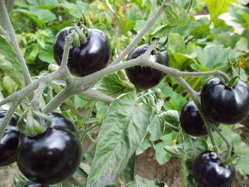Schwarze tomaten - , 10